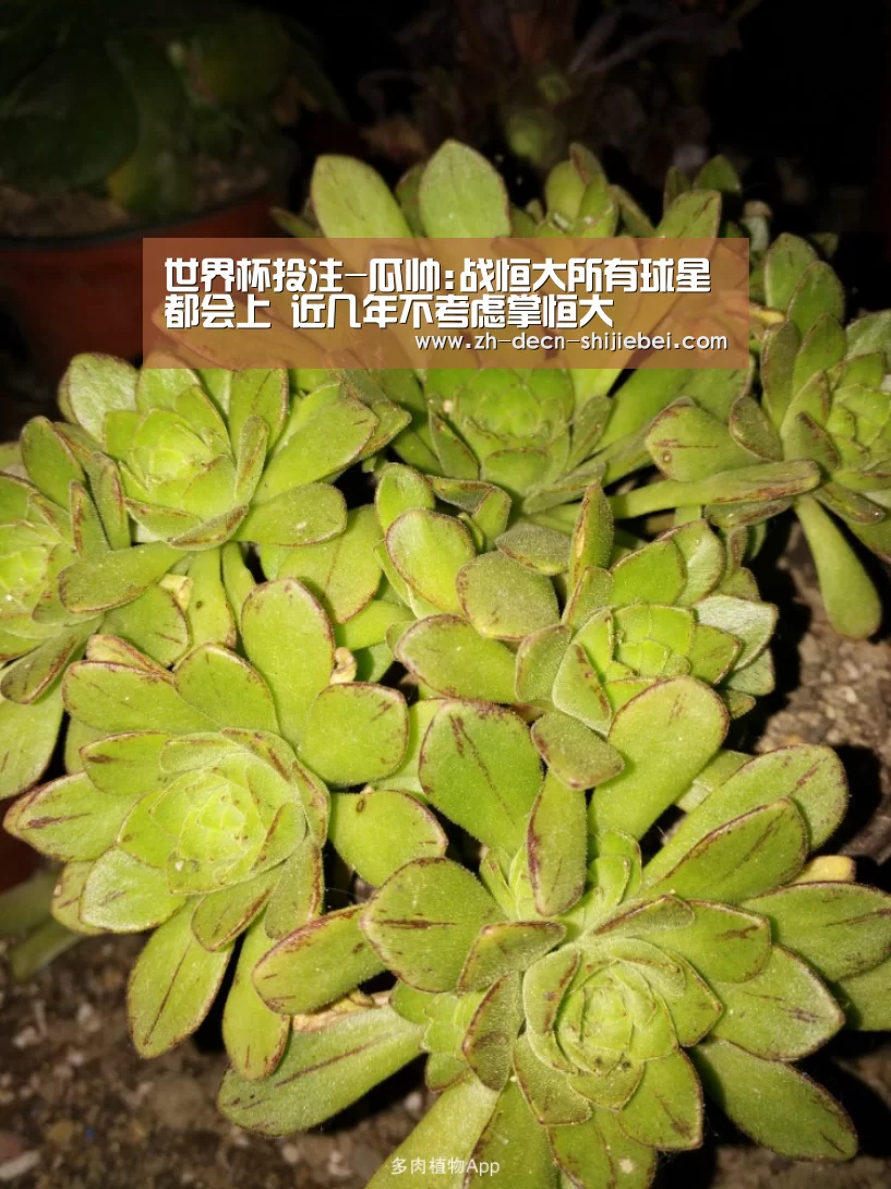 世界杯投注-瓜帅:战恒大所有球星都会上 近几年不考虑掌恒大(图1) 世界杯投注